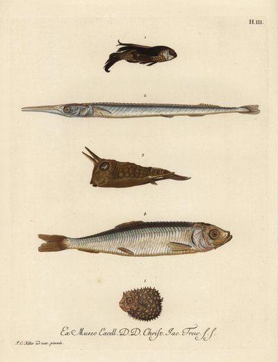 Okouník, Chelidonichthys species 1, jehlovec, Belone belone 2, dlouhoploutvý, Lactoria cornuta 3, sleď, Clupea harengus 4, a dikobraz, Chilomycterus reticulatus 5. Ručně kolorovaná mědirytina podle ilustrace Johann od Unbekannter Künstler