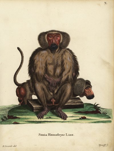Pavián hamadryas, Papio hamadryas. Simia hamadryas Linn. Tyroffova ručně kolorovaná mědirytina podle ilustrace George Edwardse z knihy Johanna Christiana Daniela Schrebera Zvířecí ilustrace podle přírody aneb Schreberova fantastická zvířata, Erlang. od Unbekannter Künstler
