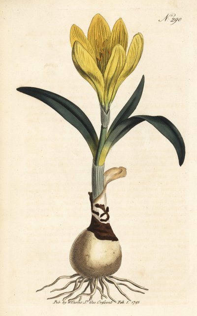 Harvester - Podzimní narcis, Sternbergia lutea (Yellow amaryllis, Amaryllis lutea) - ručně kolorovaná mědirytina z William Curtis