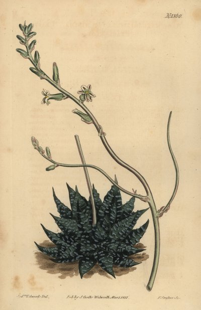 Haworthia minor nebo Least pearl aloe, Aloe margaritifera minima od Unbekannt