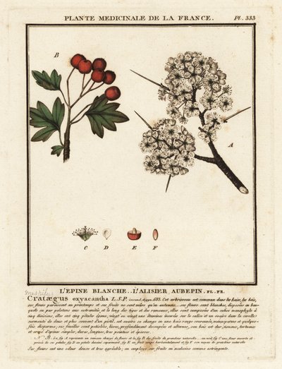 Hloh, Crataegus rhipidophylla od Unbekannter Künstler
