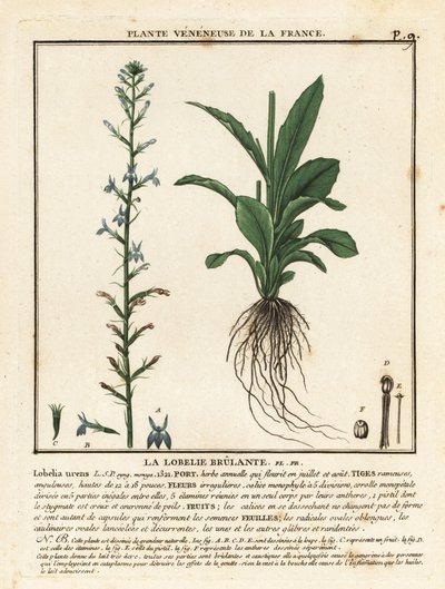 Lobelie vřesová, Lobelia urens. od Unbekannter Künstler