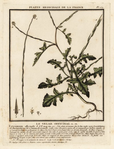 Hořčice ze živého plotu, Sisymbrium officinale. od Unbekannter Künstler