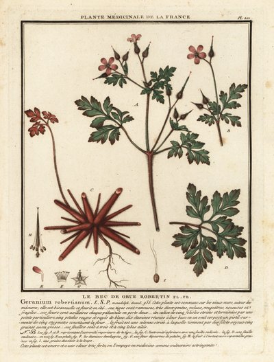 Herb-Robert, Geranium robertianum. od Unbekannter Künstler