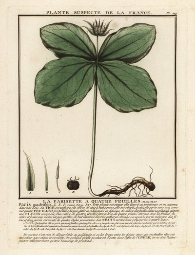 Herb-paris, Paris quadrifolia. od Unbekannter Künstler