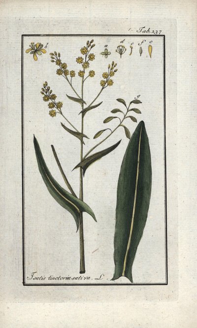 Bylina svatého Filipa (Isatis tinctoria sativa). Litografie z knihy "Afbeelding der Artseny-Gewassen" od Johannese Zorna (1739-1799), Nizozemsko. od Unbekannter Künstler