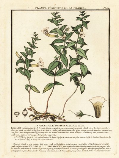 Bylina milosti, Gratiola officinalis. od Unbekannter Künstler