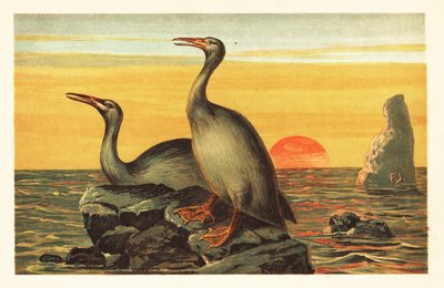 Hesperornis regalis, vyhynulý kormoránovitý pták. 1908 (litografie) od Unbekannter Künstler