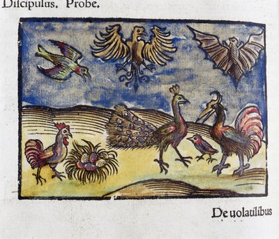 Přírodopis, zoologie 16. století: ptáci a netopýři od Unbekannt