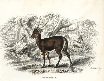 Sviňucha, Axis porcinus, ohrožený druh. Gebhartova ručně kolorovaná litografie z přírodovědné galerie Georga Friedricha Treitschkeho, Naturhistorischer Bildersaal des Thierreiches, Liepzig-1842. od Unbekannter Künstler