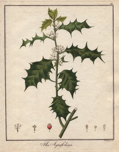 Holly. Barevná mědirytina v Botanique Medicinale (vydáno v Berlíně, Německo). od Unbekannter Künstler