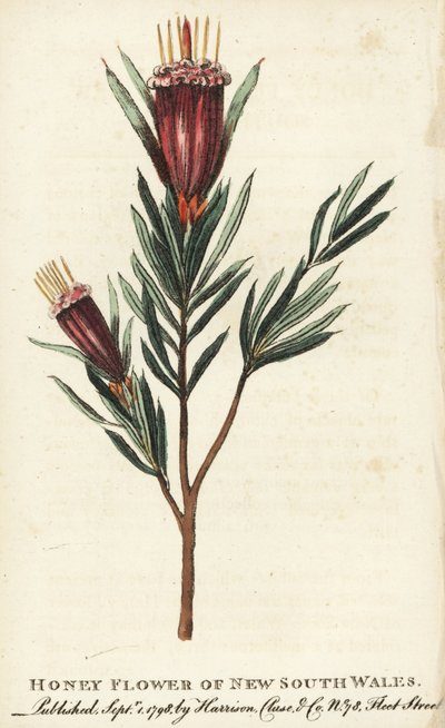 Medonosná květina Nového Jižního Walesu, Austrálie. Ručně kolorovaná mědirytina z "The Naturalist