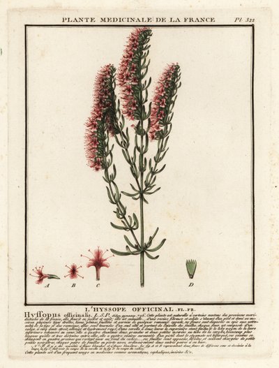 Yzop lékařský, Hyssopus officinalis. od Unbekannter Künstler