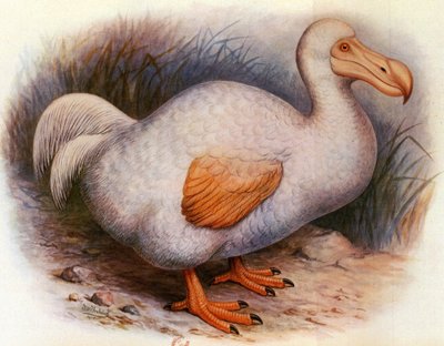 Ilustrace/Didus solitarius/Bílý Dodo z Reunionu/Samota od Unbekannt