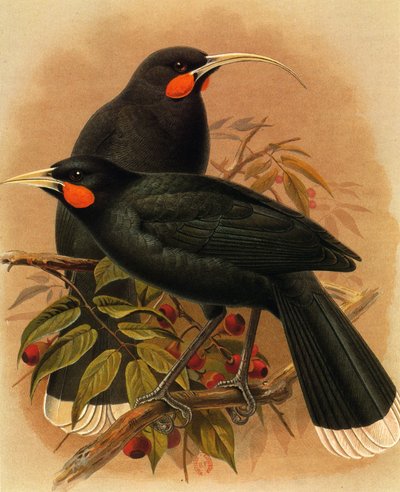 Ilustrace/Heteralocha acutirostris/Huia dimorphe/Huia od Unbekannt