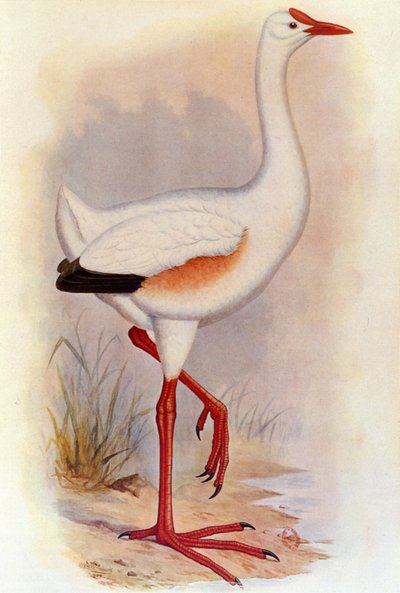 Ilustrace od Unbekannt