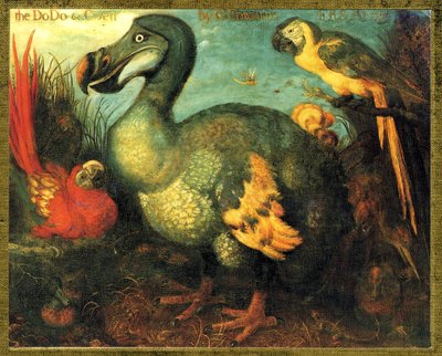 Ilustrace/Raphus cucullatus/Dodo z Mauricia/Dronte od Unbekannt
