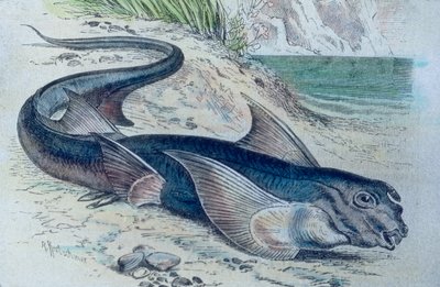 Kuva kimeerista (Hydrolagus colliei) od Unbekannter Künstler