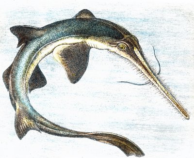 Ilustrace mečouna (Xiphias gladius) od Unbekannter Künstler