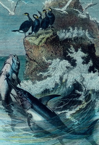 Ilustrace tuňáka od Unbekannter Künstler
