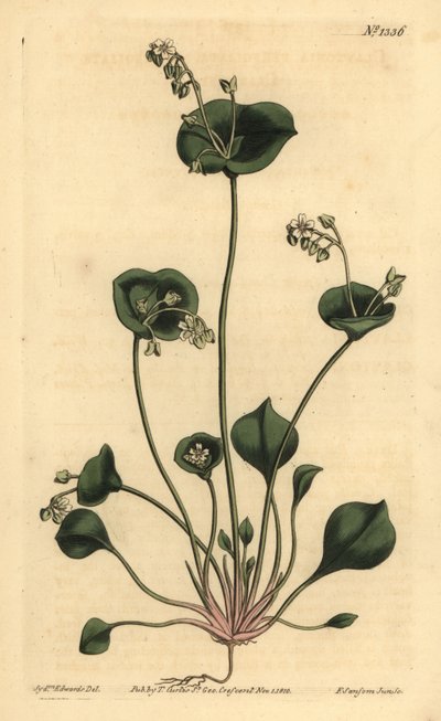 Indický salát, Perfoliate claytonia, Claytonia perfoliata od Unbekannt