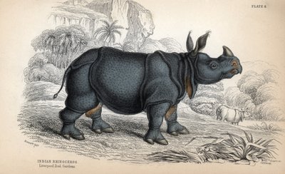 Nosorožec indický (Rhinoceros unicornis nebo indicus), ohrožený druh. Mědirytina Williama Lizara podle kresby Jamese Stewarta, publikovaná v Naturalist Library: Mammals, pachyderms and quadrupedes with fine skin, edited by W. H. Lizar. od Unbekannter Künstler