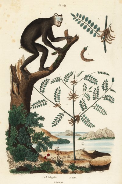 Indigo rostlina, Indigofera atropurpurea 1-3, a indri nebo babioto, Indri indri, kriticky ohrožený lemur 4 od Unbekannt