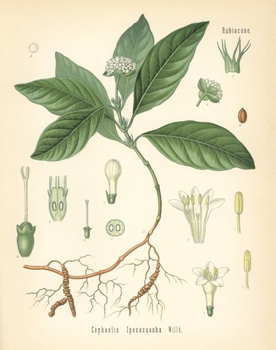 Ipecacuanha, Carapichea ipecacuanha (Cephaelis ipecacuanha). Chromolitografie podle botanické ilustrace z knihy Hermann Adolph Koehler