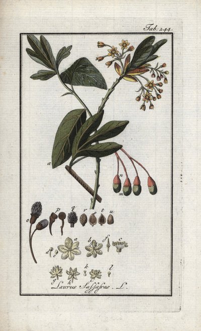 Vavřín irokézský (Sassafras albidum). Litografie z knihy "Afbeelding der Artseny-Gewassen" od Johannese Zorna (1739-1799), Nizozemsko. od Unbekannter Künstler