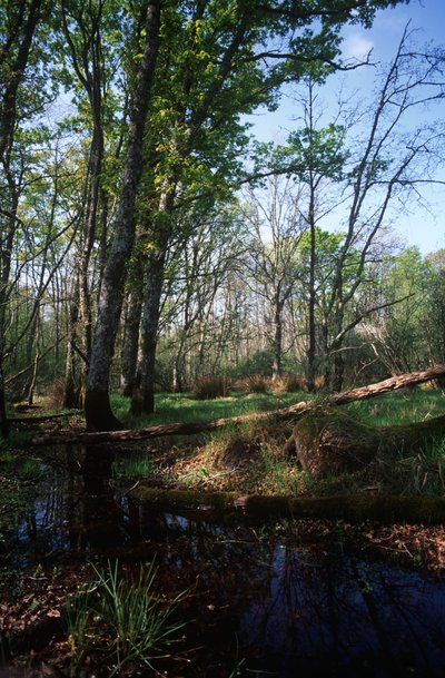 Itálie, oblast Latium, národní park Circeo, rybník v biosférické rezervaci od William Jennys