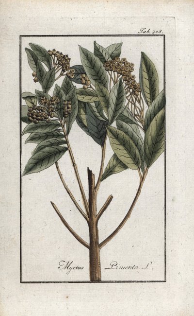 Jamajský pepř nebo pepř čtyř koření nebo pepř giroflee (Pimenta dioica). Litografie z knihy "Afbeelding der Artseny-Gewassen" od Johannese Zorna (1739-1799), Nizozemsko. od Unbekannter Künstler
