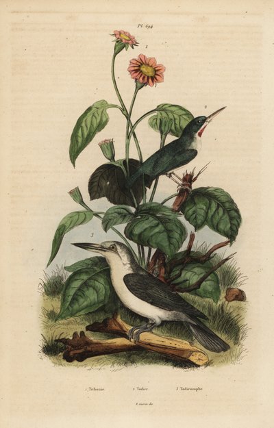 Tody jamajský, Todus todus, ledňáček Mariana, orel Todiramphus a slunečnice, Tithonia tagetiflora od Unbekannt
