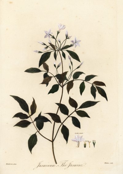 Jasmín, Jasminum officinale. 1805 (rytina) od Unbekannter Künstler