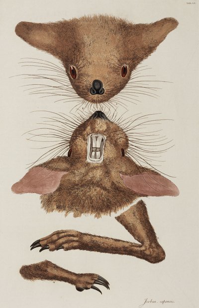 Jerboa od Unbekannter Künstler