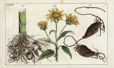 Topinambur (topinambur), kořen Helianthus tuberosus od Unbekannter Künstler