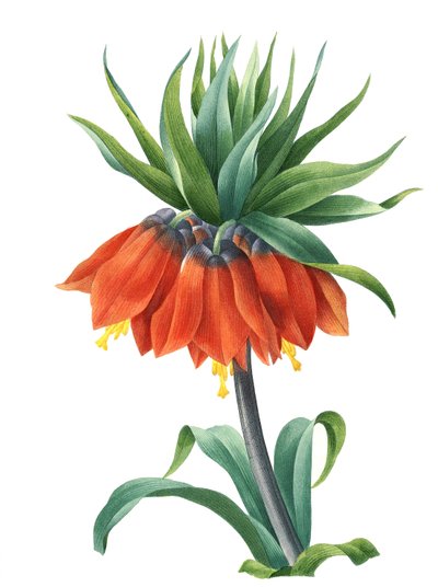 Císařská korunka (Fritillaria imperialis) od Unbekannter Künstler