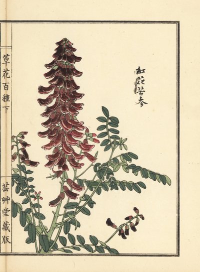 Kouka nebo kujin, Sophora flavescens. Kořen používaný v čínské medicíně jako ku shen. Ručně kolorovaný dřevoryt Kono Bairei z knihy Kusa Bana Hyakushu (Sto druhů květin), Tokio, Yamada. od Unbekannter Künstler