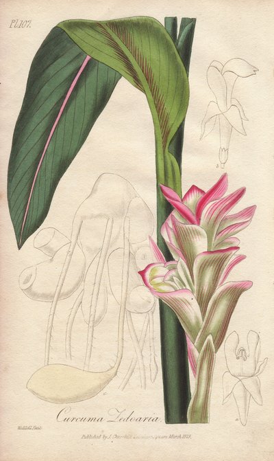 La Zedoaire (Curcuma zedoaria) - Silná voda od Williama Clarkea k ilustraci knihy "Medical Botanical, Description of the Medicinal Plants of London, Edinburgh and Dublin" od Johna Stephensona a Jamese Morsse Churchilla, vydané v Londýně Johnem Churchillem  od Unbekannter Künstler