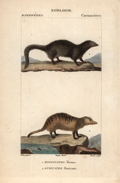 La mangouste et le suricate - Eau forte od Jeana Gabriela Pretreho (1780-1845), vyryl Carnonkel, pro slovník přírodních věd: savci od Frederica Cuviera, upravil Pierre Jean Francois Turpin (1775-1840), vydal F.G.Levrault, a Paris od Unbekannter Künstler