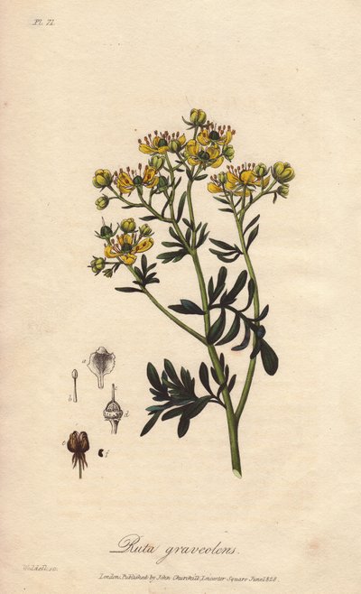 La rue des jardin ou rue fetide (Ruta graveolens) - Water forte by William Clarke to illustrate "Botanique medicale, description des plantes medicinales de London, Edinburgh et Dublin" by John Stephenson and James Morss Churchill, published in London by od Unbekannter Künstler