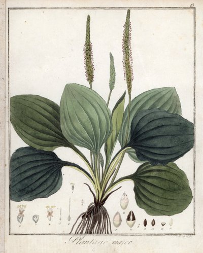 Plantain velký neboli Plantain Major (neboli Plantain ptačí) - litografie F. Guimpela, výtah z lékařské botaniky Friedricha Gottloba Haynese (1763-1832), Berlín od Unbekannter Künstler