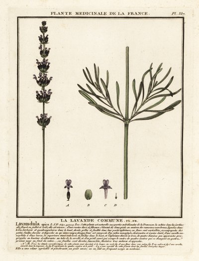 Levandule, Lavandula angustifolia. od Unbekannter Künstler