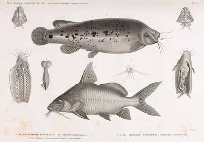The Electric Malapterure & The Synodont Pimelode od Unbekannt