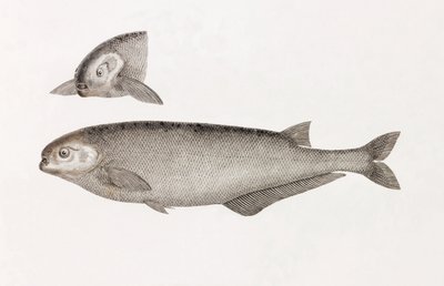 Behbeytova Mormyra od Unbekannt
