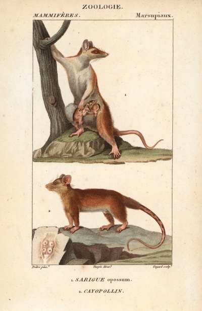 Le sarigue ou opossum et le cayopollin - Eau forte od Jeana Gabriela Pretreho (1780-1845), vyryl Carnonkel, pro slovník přírodních věd: savci od Frederica Cuviera, upravil Pierre Jean Francois Turpin (1775-1840), vydal F.G.Levrault, od Unbekannter Künstler