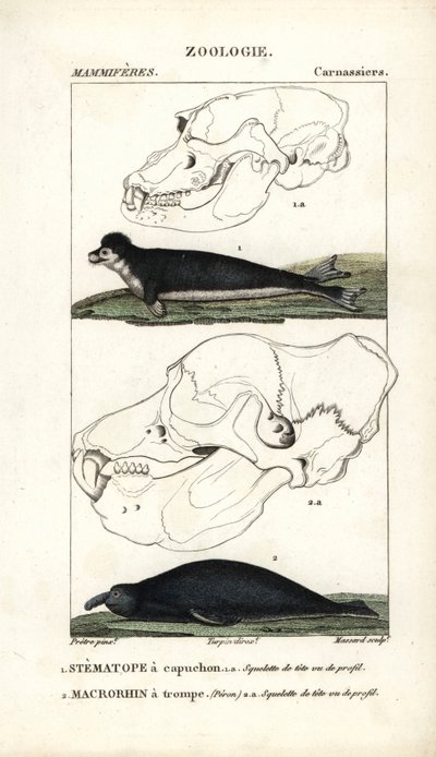 Le stematope à capuchon et le macrorhin a trompe ou elephant de mer - Eau forte od Jeana Gabriela Pretra (1780-1845), vyryl Carnonkel, pro slovník přírodních věd: savci od Frederica Cuviera, vydal Pierre Jean Francois Turpin (1775-1840) od Unbekannter Künstler