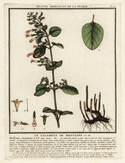 Kalamit menší, Clinopodium nepeta. od Unbekannter Künstler