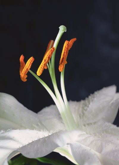 Lily Stamens, 2001 (foto) od Unbekannter Künstler