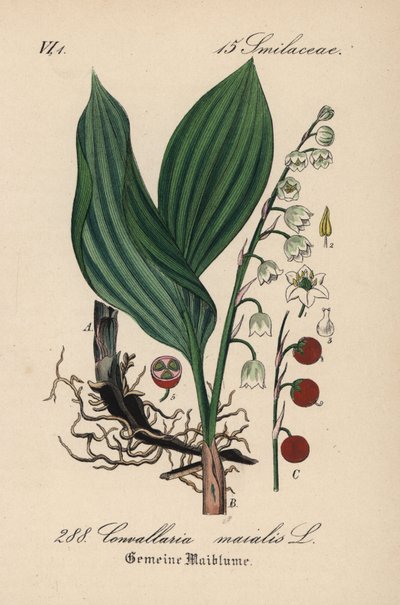 Konvalinka vonná, Convallaria majalis. Ručně kolorovaná litografie z knihy Diedericha von Schlechtendala Německá flóra (Flora von Deutschland), Jena od Unbekannter Künstler
