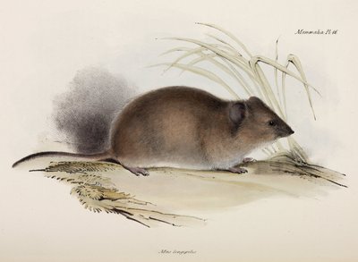 Dlouhosrstá nebo morová krysa, Austrálie, c 1832-1836 od Unbekannter Künstler